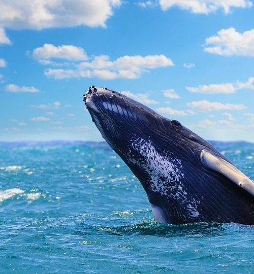 whale-watching-in-Quebec-City